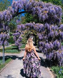 purple blooming wisteria in a zurich park lovely girl image creative portraits instagram photo inspiration