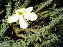 Image result for Sesamothamnus lugardii