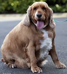 Find out about training, behavior, and care of aussiepom dogs. Millie The Cocker Spaniel Is Twice Size Of Healthy Dog Daily Mail Online