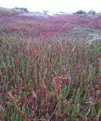 Image result for Sarcocornia