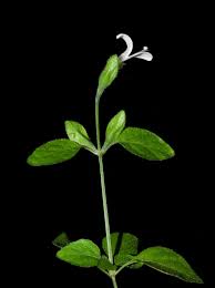 Image result for Hypoestes triflora