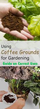 Using Coffee Grounds For Gardening Guide On Correct Uses Organic Vegetable Garden Uses For Coffee Grounds Organic Gardening Tips