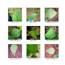 Red or purple leaf lesions typically appear first on lower leaf surfaces near the. Beans Tensorflow Datasets