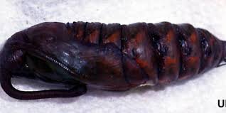 They are green with seven hornworms make excellent and nutritious meals for many animals sold through backwater reptiles, but many people don't know much about these. Pest Hornworm Caterpillar Vermont Organic Farm Cedar Circle Farm Education Center