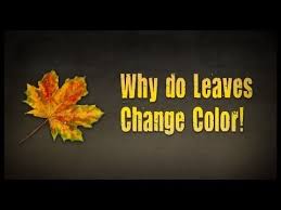 Celebrate The Changing Seasons With This Video Outlining The Science Behind Why Leaves Change Colors Homeschool Science Plant Science Kindergarten Science