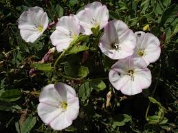 Image result for Convolvulaceae