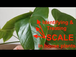 Image result for scale on plant