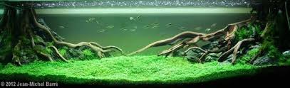 Manzanita Driftwood Information Where To Buy Red Cherry Shrimp Aquarium Landscape Aquascape Fresh Water Fish Tank