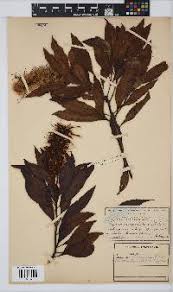 Image result for Faurea