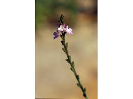Image result for Verbena officinalis