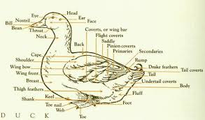 Keeping ducks fenced is a wise option to protect them from most predators. Raising Ducks Good Info Raising Ducks Backyard Poultry Magazine Backyard Poultry