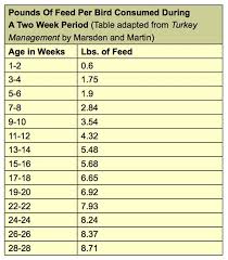 raising turkeys how to raise turkeys for meat and profit