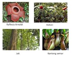 Maybe you would like to learn more about one of these? Persebaran Fauna Dan Flora Di Indonesia