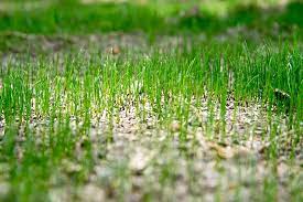 When tending to your garden, weed control is one of your top priorities. When And How To Fertilize Your Lawn