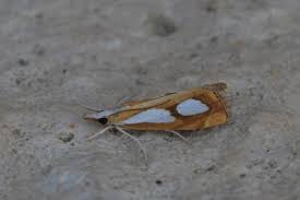 Image result for Catoptria pinella