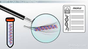 However, dna fingerprinting can also be used to settle paternity and maternity disputes. What Is Dna Fingerprinting Process Uses Video Lesson Transcript Study Com