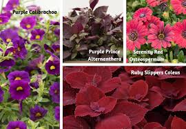 From passionate plums to ladylike lavender, there is hardly a message that a purple flower arrangement does not perfectly convey. Red Purple Color Combos Flowers Plant Gardening Blooming Secrets