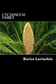 Image result for Cycadaceae