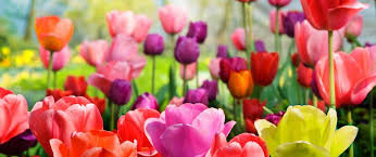Bunch a few together when planting for best impact. How To Plant Early Spring Flower Bulbs In Fall
