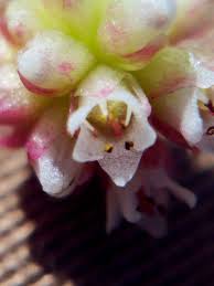 Image result for Cuscuta abyssinica