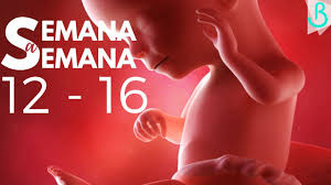 A estas alturas del embarazo, el feto suele estar colocado boca abajo y cada vez dispone de menos espacio para moverse o girarse de arriba a abajo. Semanas 12 16 De Embarazo 4 Meses Semana A Semana Baby Suite By Pau Youtube