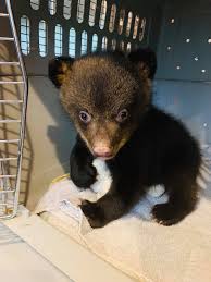 Pin Na Doske Animal Encounters