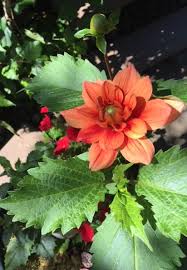 Image result for Dahlia sp. (cultivar)