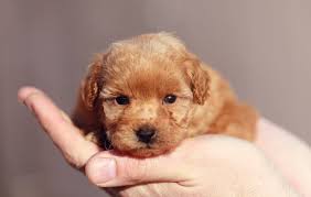 Achieving the teddy bear coat requires careful breeding, though, especially when the cross is also desired for one breed's coat and the other breed's temperament. Toy Poodle A Complete Guide To The Fluffiest Cutest Smallest Poodle All Things Dogs All Things Dogs