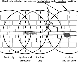 A starting guide to root ecology: strengthening ecological concepts and  standardising root classification, sampling, processing and trait  measurements - Freschet - 2021 - New Phytologist - Wiley Online Library