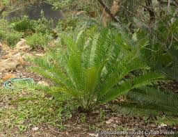 Image result for Encephalartos chimanimaniensis