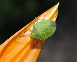 How to get rid of stink bugs in vegetable garden. What Are Green Vegetable Bugs How To Control Them In Your Garden Yates