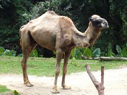 Camelids, such as the camels, guanaco, alpaca, and vicuna, typically have long necks and long limbs. Altweltkamele Wikipedia
