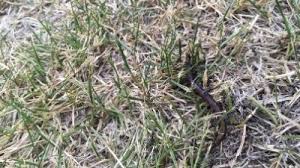 Lately, the desert has blossomed nowhere more than the st. Lawn Care Gardening Usu
