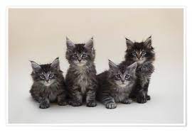 Male maine coon cats can weigh as much as 18 pounds while females can weigh up to 16 pounds. Heidi Bollich Maine Coon Kittens 2 Poster Online Bestellen Posterlounge De
