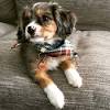 Virginia hall greater chicago cavalier rescue. 3