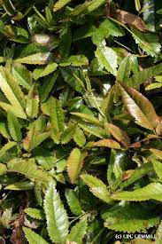 Image result for Rubus steudneri