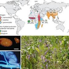 Image result for Striga linearifolia