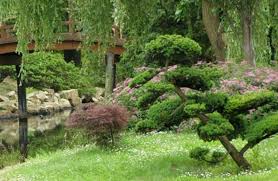 Niwaki Trucs Astuces Et Conseils Pour Reussir Ses Niwakis En 2020 Jardin Japonais Cascade De Jardin Cultiver