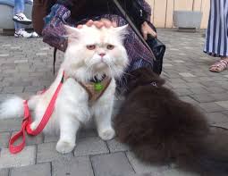 Boneka plush bentuk kucing persia warna putih shopee indonesia. Potret Gandalf Kucing Putih Lucu Sedang Bad Mood Di Car Free Day Info Publik