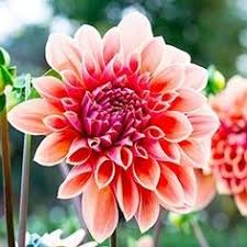 Get info of suppliers, manufacturers, exporters, traders of paper flower for buying in india. 43 Best Indian Flowers Ideas Indian Flowers Different Types Of Flowers Types Of Flowers