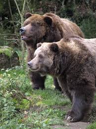 Děčín is a city in the ústí nad labem region of the czech republic. Zoo Decin Grizzly Bohmische Schweiz