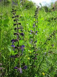 We did not find results for: Salvia Pratensis Meadow Clary Meadow Sage Herb Spice Edible Flora Wildflower Blooming Botany Plant Pikist
