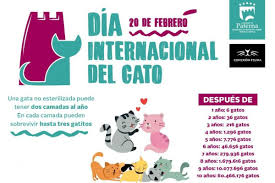 No hay un orden de importancia para rotular a cada uno de ellos, sino que los. Paterna Lanza Una Campana De Sensibilizacion Con Motivo Del Dia Del Gato