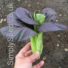 Pak choi is a distant relative of broccoli, cabbage and cauliflower. Pak Choi Seeds Red F1