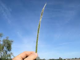 Image result for Setaria incrassata