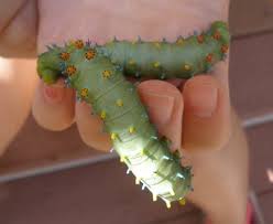 Care for a giant leopard moth caterpillar. The Secret Life Of A Giant Silk Moth Your Great Outdoors