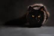 Every single day i have to gaze upon this eldritch horror, the caption says about a cat named gremlin whose black fur, protruding tongue, and round, orange eyes are reminiscent of cats seen in horror movies. Witch Or Black Cat With Orange Eyes Photograph By Fine Art Gallery