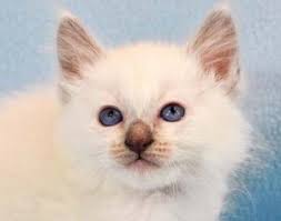 Julia and bailey's lilac point balinese male kitten available. Balinese Kittentanz