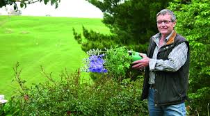 Qui puoi trovare la nostra collezione completa di bellissimi bouquet per tutte le occasioni. Ibridi Della Nuova Zelanda E Marfinsky Delphinium Gigante Della Nuova Zelanda Coltivazione Di Semi