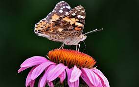 In fact, the monarch butterfly is also known as the milkweed butterfly. read more about common milkweed. What Do Butterflies Eat 9 Things That Aren T Nectar Birds Wild